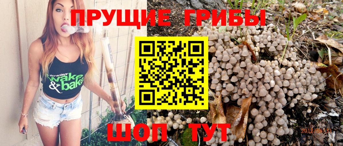 Псилоцибиновые грибы Psilocybine cubensis Владивосток